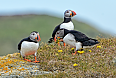 Atlantic Puffins (Photo credit: Mykola Swarnyk)