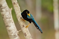 Yucatan Jay