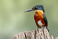 American Pygmy Kingfisher