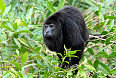 Yucatan Black Howler (Photo credit: Dave Johnso)