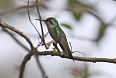 Cozumel Emerald (Photo credit: dfaulder)