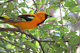 Orange Oriole (Photo credit: Philip Schaffer)