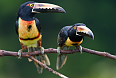 Collared Aracaris