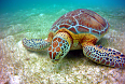 Green Sea Turtle at Akumal Bay (Photo credit: Andresvilla92)