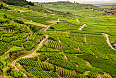 Vineyards of Alsace (Photo credit: Nigab Pressbilder)