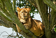 African Lion on a tree in Queen Elizabeth NP (Photo by Giles Laurent)