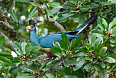 Great Blue Turaco at Kibale Forest National Park (Photo by Giles Laurent)