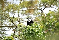 Black-and-white Colobus