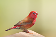 Red-billed Firefinch