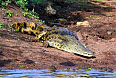 Nile Crocodile (Photo by Charles J Sharp)