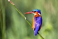 Malachite Kingfisher