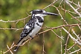 Pied Kingfisher