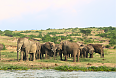 African Elephants on the banks of Kazinga Channel  (Photo by Alvinategyeka)