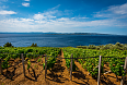 Vineyards in Hvar