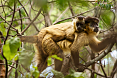 Black-striped Capuchins (Photo by Tiago Falótico)