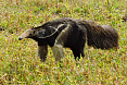 Giant Anteater (Photo by Pete Read)