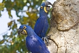 Hyacinth Macaws