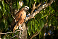 Black-collared Hawk