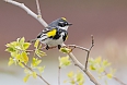 Yellow-rumped Warbler