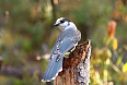 Gray Jay