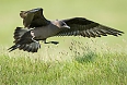 Parasitic Jaeger