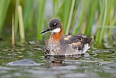 Red-necked Phalarope