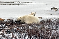 Mothers with cubs keep at a safe distance from males. This cub is one year of age.