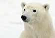 Our vehicles allow curious bears to approach us very closely, just right for that “perfect shot” .