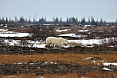 We should see many bears. This is a male that we spotted just outside the town.