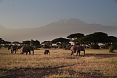 Mount Kilimanjaro views in Amboseli National Park 