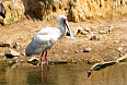 African Spoonbill