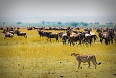 Cheetah hunting, Maasai Mara