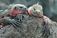 Marine Iguana (Photo by: Justin Peter)