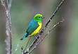 Blue-naped Chlorophonia