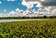 Pantanal landscape