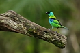 Green-headed Tanager