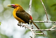 Saffron Toucanet