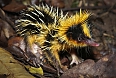 Lowland Streaked Tenrec