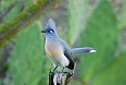 Crested Coua