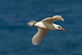 Red-tailed Tropicbird