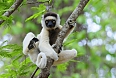 Verreaux's Sifaka