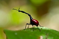 Giraffe-necked Weevil