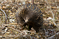 Short-beaked Echidna (Photo by Patrick_K59)