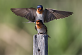 Welcome Swallows (Photo by JJ Harrison)