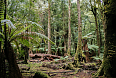 Tarkine rainforest at Smithton