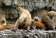 Australian Fur Seal