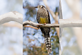 Yellow Wattlebird (Photo by JJ Harrison)