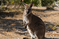 Bennet's Wallaby (Photo by Oscar Sloane)