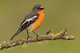 Male Flame Robin (Photo by JJ Harrison)