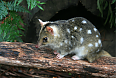 Eastern Quoll